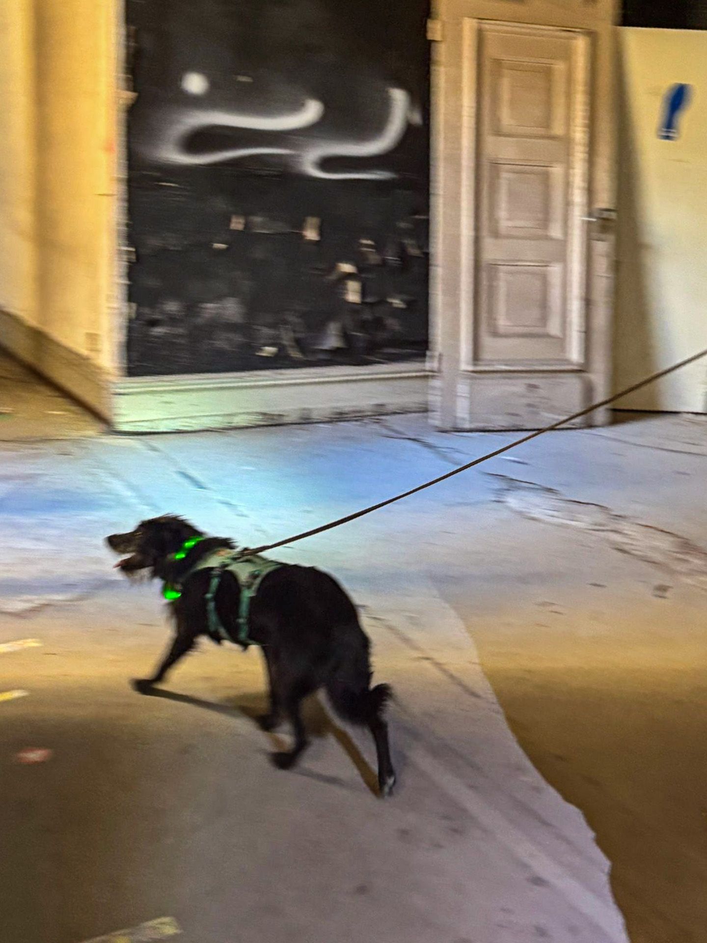 Sheena mit grünem Luechthalsband trailt durch einen leeren Saal