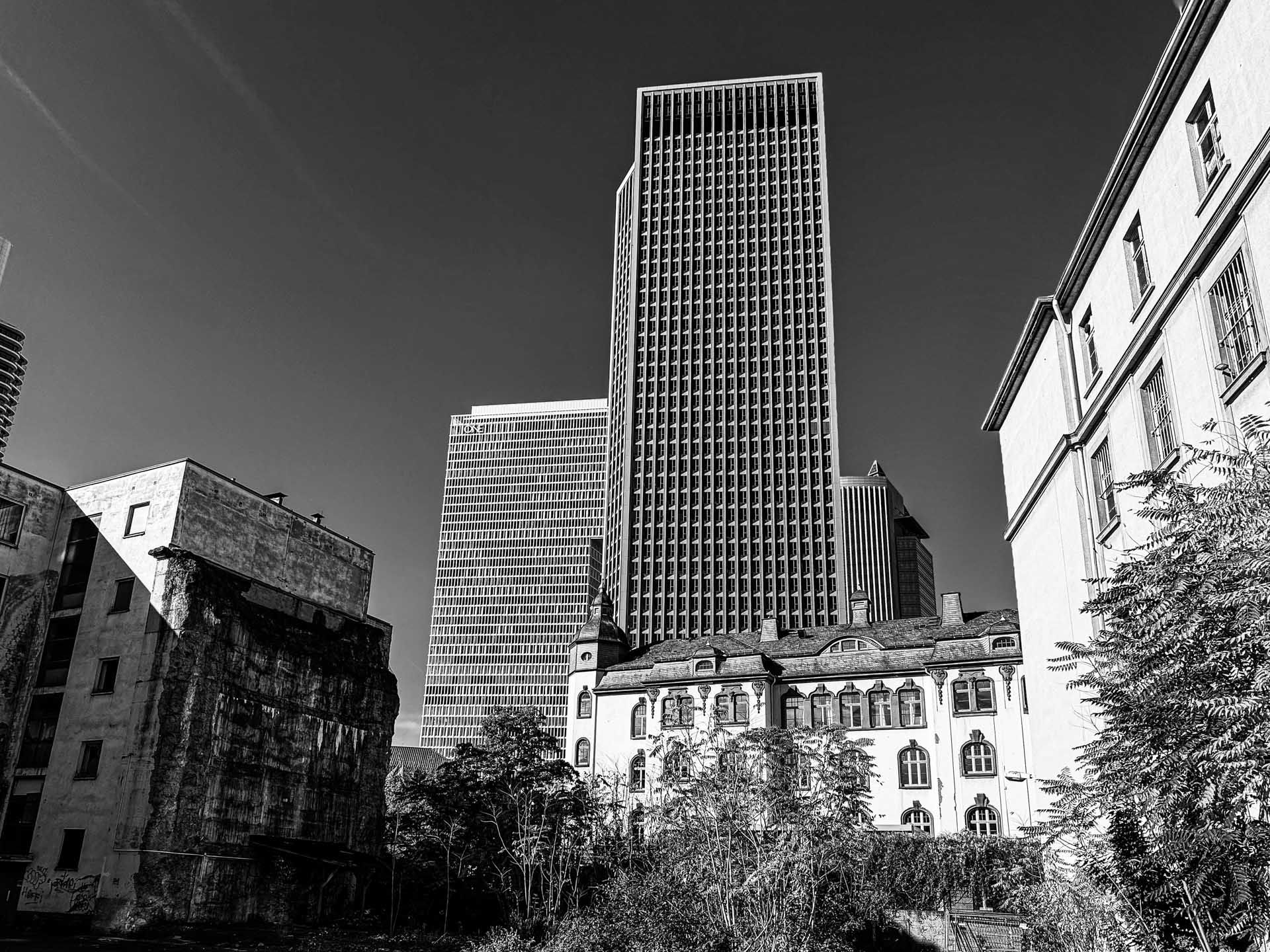 verwilderter Außenbereich, eingerahmt von Gebäuden in schwarz-weiß