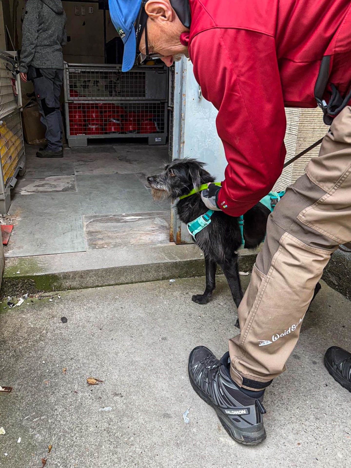 Sheena vor dem Start mit Leuchthalsband